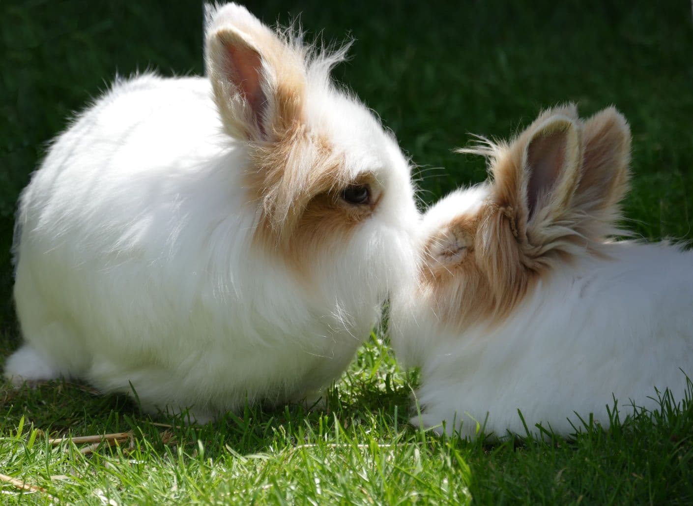 tiere17.jpg