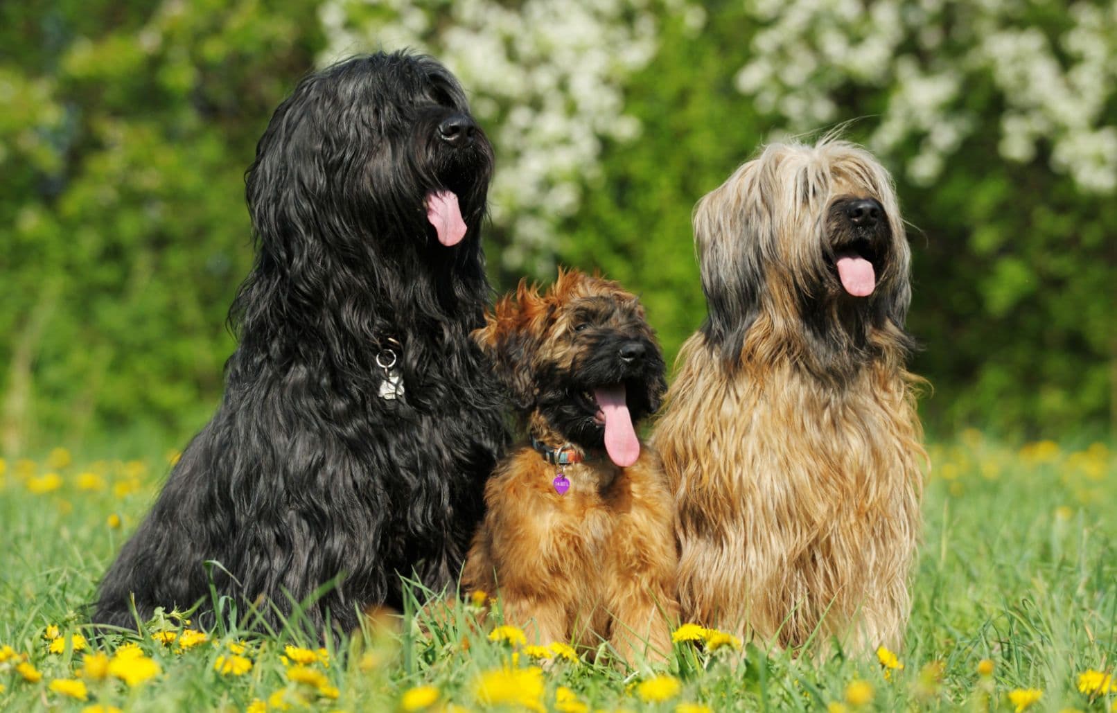 tiere1.jpg