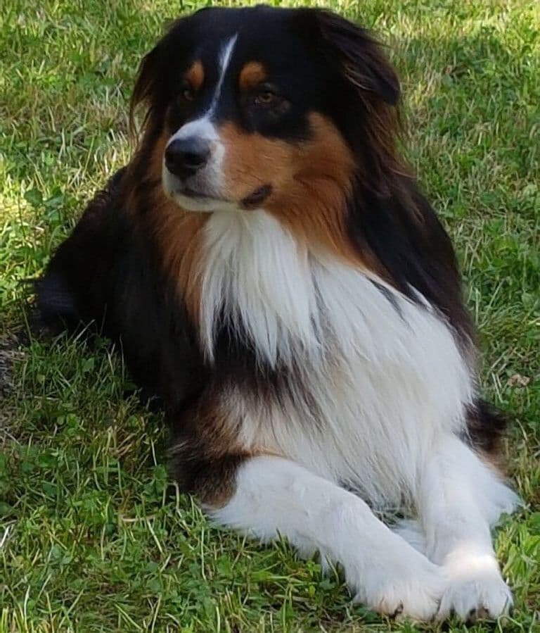 tiere22.jpg