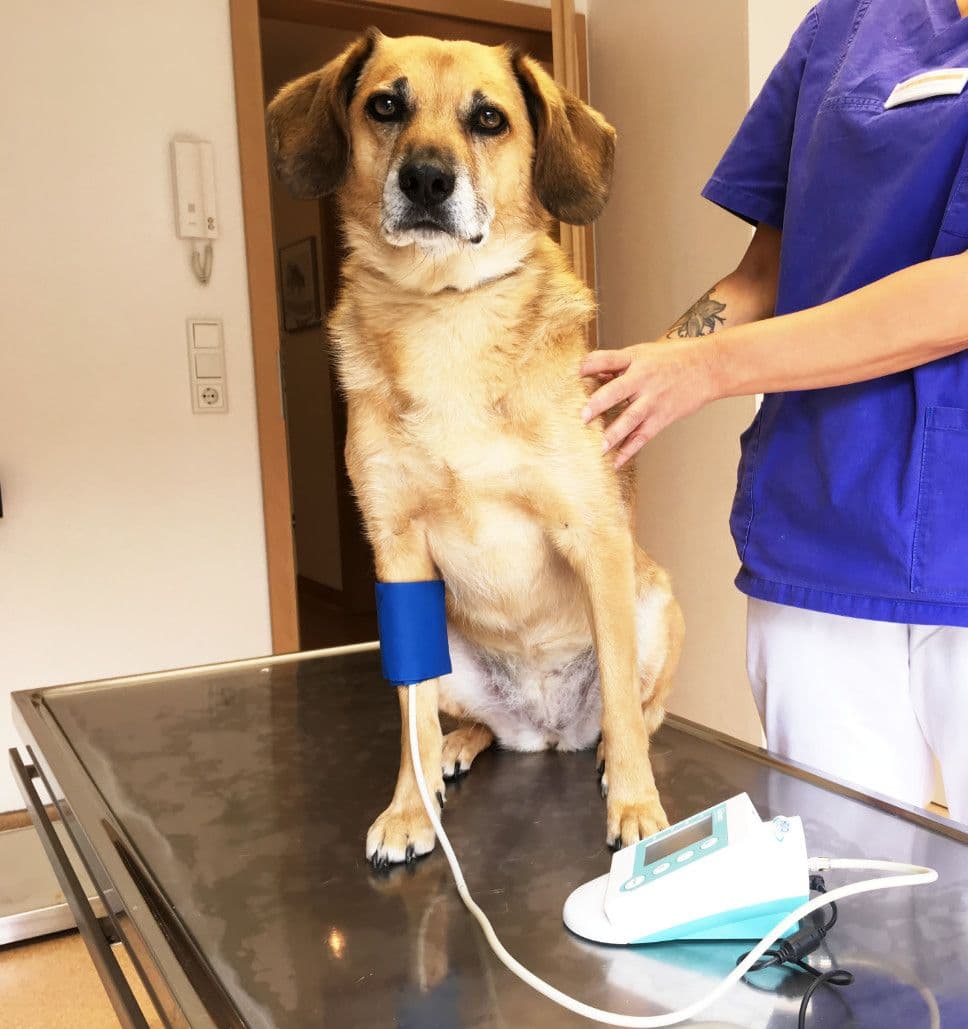 tiere8.jpg